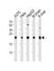 Inosine Triphosphatase antibody, MBS9209419, MyBioSource, Western Blot image 