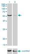 Target Of EGR1, Exonuclease antibody, H00114034-M01, Novus Biologicals, Western Blot image 