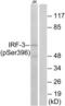 Interferon Regulatory Factor 3 antibody, LS-C199140, Lifespan Biosciences, Western Blot image 
