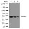 SPARC antibody, orb76099, Biorbyt, Western Blot image 