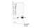 TRAF Interacting Protein With Forkhead Associated Domain antibody, 61358S, Cell Signaling Technology, Immunoprecipitation image 