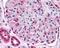 3-Phosphoinositide Dependent Protein Kinase 1 antibody, 49-688, ProSci, Immunohistochemistry frozen image 