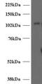 Unc-13 Homolog D antibody, GTX89269, GeneTex, Western Blot image 