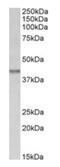Isocitrate Dehydrogenase (NAD(+)) 3 Beta antibody, orb125172, Biorbyt, Western Blot image 