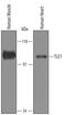 TLE Family Member 1, Transcriptional Corepressor antibody, AF5947, R&D Systems, Western Blot image 