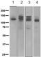 Semaphorin 4D antibody, ab134128, Abcam, Western Blot image 