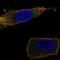 Solute Carrier Family 27 Member 1 antibody, NBP2-69016, Novus Biologicals, Immunofluorescence image 
