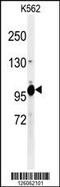 TELO2 Interacting Protein 1 antibody, 61-739, ProSci, Western Blot image 