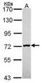 Mannosidase Alpha Class 1B Member 1 antibody, orb69703, Biorbyt, Western Blot image 