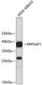 Phosphoribosyl Pyrophosphate Synthetase Associated Protein 1 antibody, 19-257, ProSci, Western Blot image 