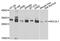 BCL2 Like 1 antibody, MBS125517, MyBioSource, Western Blot image 