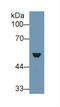 Keratin 7 antibody, LS-C301159, Lifespan Biosciences, Western Blot image 