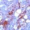 Mucin 1, Cell Surface Associated antibody, PA1-21077, Invitrogen Antibodies, Immunohistochemistry frozen image 