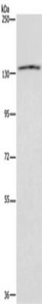 Integrin Subunit Alpha E antibody, TA350096, Origene, Western Blot image 