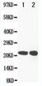 Glutathione Peroxidase 2 antibody, PA5-79320, Invitrogen Antibodies, Western Blot image 