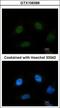 Splicing Factor 3b Subunit 4 antibody, GTX106389, GeneTex, Immunocytochemistry image 