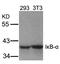 NFKB Inhibitor Alpha antibody, GTX50468, GeneTex, Western Blot image 