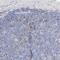 C-Terminal Src Kinase antibody, NBP1-89521, Novus Biologicals, Immunohistochemistry frozen image 