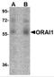 Calcium release-activated calcium channel protein 1 antibody, PM-5205, ProSci, Western Blot image 