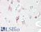 Serine Racemase antibody, LS-B10209, Lifespan Biosciences, Immunohistochemistry frozen image 