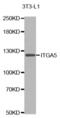 Integrin Subunit Alpha 5 antibody, abx000873, Abbexa, Western Blot image 