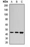 Mitochondrial Transcription Termination Factor 2 antibody, orb412769, Biorbyt, Western Blot image 
