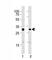 Cyclin Dependent Kinase 1 antibody, F44550-0.4ML, NSJ Bioreagents, Western Blot image 