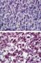 Catalase antibody, NBP2-24916, Novus Biologicals, Immunohistochemistry paraffin image 