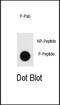 Tektin 1 antibody, PA5-12992, Invitrogen Antibodies, Dot Blot image 