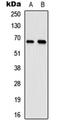 Elongation Factor For RNA Polymerase II antibody, orb256514, Biorbyt, Western Blot image 