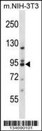 Protein Kinase C Theta antibody, LS-C164553, Lifespan Biosciences, Western Blot image 