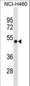 GTP Binding Protein 3, Mitochondrial antibody, LS-C157792, Lifespan Biosciences, Western Blot image 
