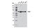 Dihydrolipoamide S-Acetyltransferase antibody, 12362S, Cell Signaling Technology, Western Blot image 