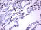 Ras guanyl-releasing protein 3 antibody, LS-C175628, Lifespan Biosciences, Immunohistochemistry frozen image 