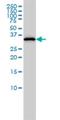 Retinaldehyde-binding protein 1 antibody, H00006017-M02, Novus Biologicals, Western Blot image 