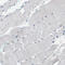 NLR Family Pyrin Domain Containing 3 antibody, HPA012878, Atlas Antibodies, Immunohistochemistry paraffin image 