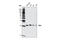 BCL2 Associated Agonist Of Cell Death antibody, 9239S, Cell Signaling Technology, Western Blot image 