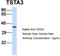 Tissue Specific Transplantation Antigen P35B antibody, TA344243, Origene, Western Blot image 