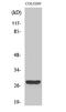 CD160 Molecule antibody, STJ92094, St John