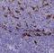 Ferritin Light Chain antibody, NBP2-34072, Novus Biologicals, Immunohistochemistry paraffin image 
