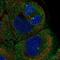 Phosphatidylinositol Transfer Protein Membrane Associated 1 antibody, NBP2-56687, Novus Biologicals, Immunofluorescence image 