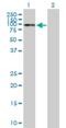 NFKB Repressing Factor antibody, H00055922-B01P, Novus Biologicals, Western Blot image 