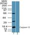 Caspase 12 (Gene/Pseudogene) antibody, PA5-23369, Invitrogen Antibodies, Western Blot image 