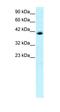 Interferon Regulatory Factor 9 antibody, orb324372, Biorbyt, Western Blot image 