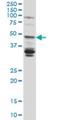 Ceramide Synthase 4 antibody, H00079603-M01, Novus Biologicals, Western Blot image 