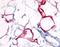 Hydroxycarboxylic Acid Receptor 3 antibody, orb79842, Biorbyt, Immunohistochemistry paraffin image 