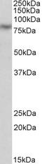 Calpain 1 antibody, LS-B11191, Lifespan Biosciences, Western Blot image 