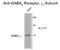Gamma-Aminobutyric Acid Type A Receptor Gamma2 Subunit antibody, GTX82677, GeneTex, Western Blot image 