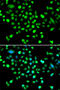 Protein Kinase AMP-Activated Non-Catalytic Subunit Gamma 1 antibody, 22-846, ProSci, Immunofluorescence image 