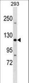 Tight Junction Protein 3 antibody, LS-C161900, Lifespan Biosciences, Western Blot image 